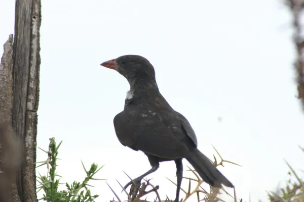 File:Bubalornis niger 1.jpg