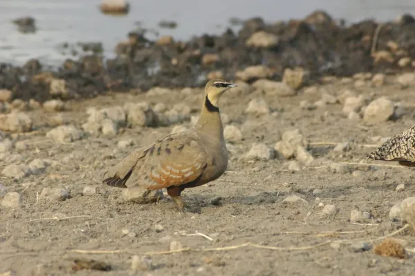 File:Pterocles gutturalis 1.jpg