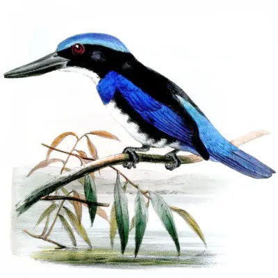 File:Todiramphus nigrocyaneus.jpg