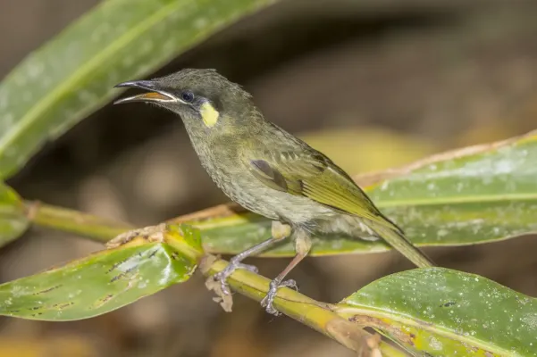 File:Lewin's honeyeater (Meliphaga lewinii mab) Atherton 2.jpg