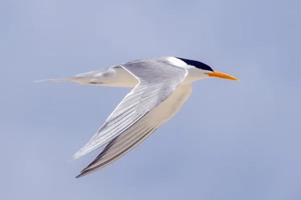 File:Lesser crested tern (Thalasseus bengalensis torresii) in flight Michaelmas Cay.jpg