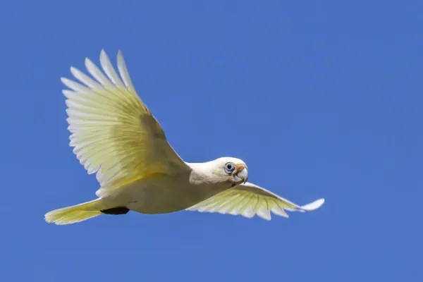 File:Little corella (Cacatua sanguinea gymnopis) in flight Blanchetown.jpg