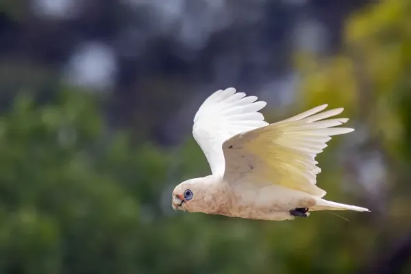 File:Little corella (Cacatua sanguinea gymnopis) in flight Penneshaw.jpg