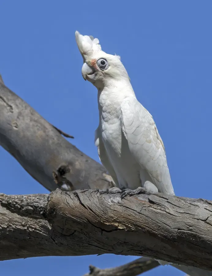 File:Little corella (Cacatua sanguinea gymnopis) Blanchetown.jpg