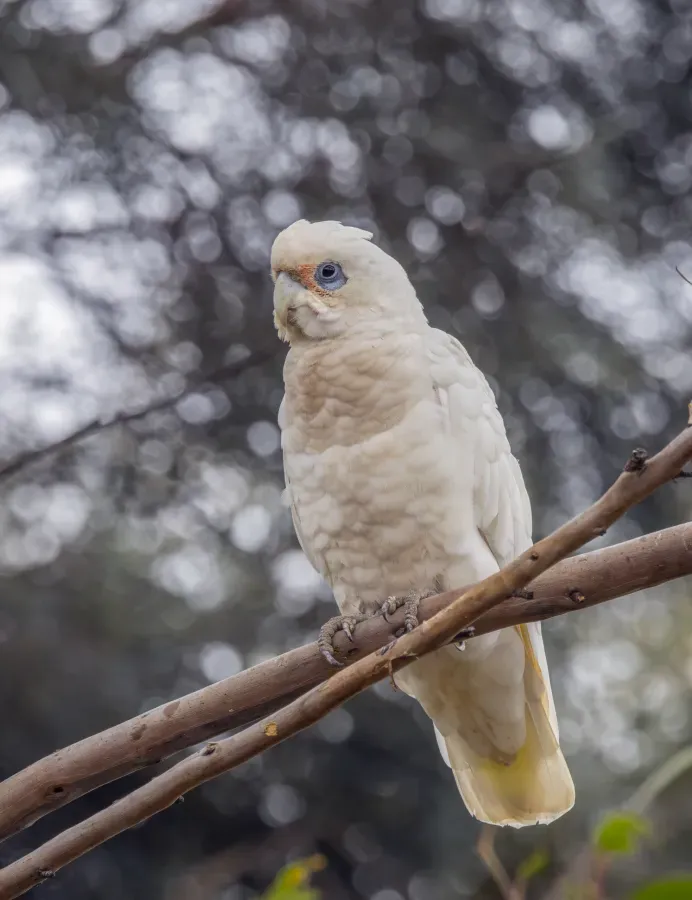 File:Little corella (Cacatua sanguinea gymnopis) Mount Pleasant.jpg