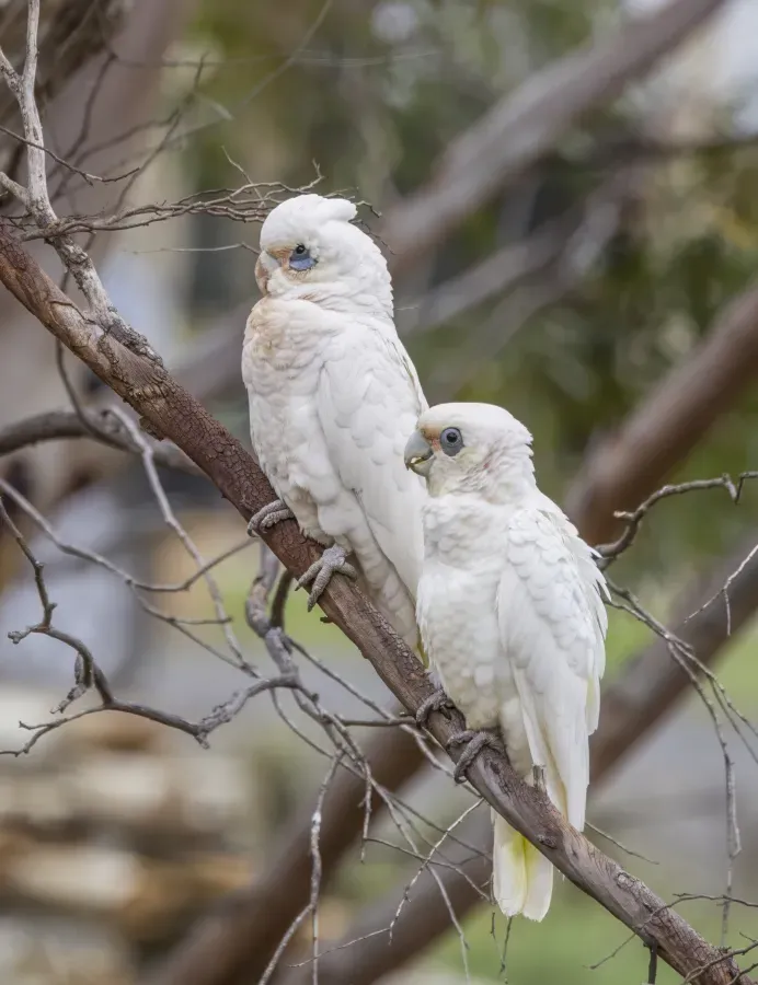 File:Little corellas (Cacatua sanguinea gymnopis) Mount Pleasant.jpg