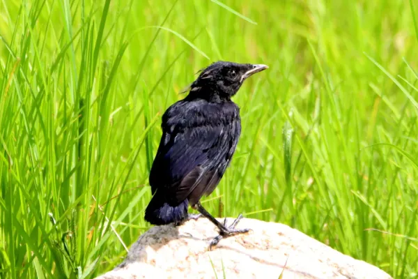 File:Blue whistling thrush (Myophonus caeruleus) Juv.jpg