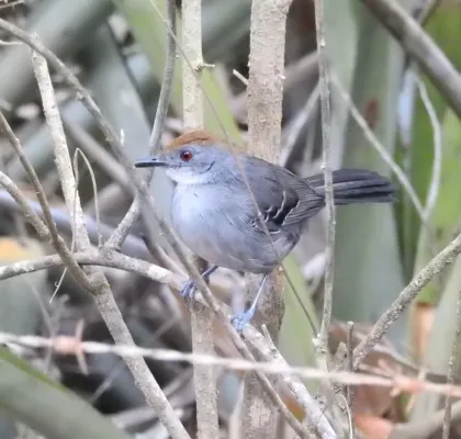 File:Rhopornis ardesiacus 340574885.jpg
