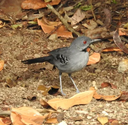 File:Rhopornis ardesiacus 342799243.jpg