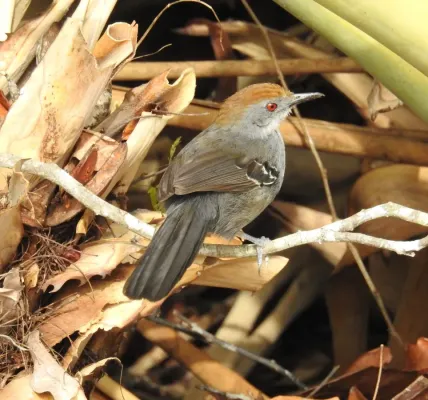 File:Rhopornis ardesiacus 342798406.jpg