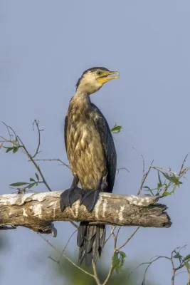 File:Little pied cormorant (Microcarbo melanoleucos melanoleucos) immature Kakadu.jpg