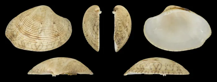 File:Protapes gallus 01.jpg