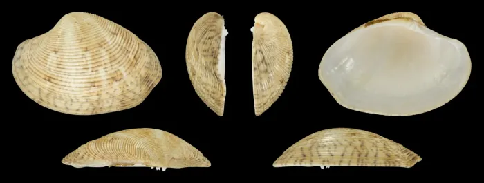 File:Protapes gallus 02.jpg