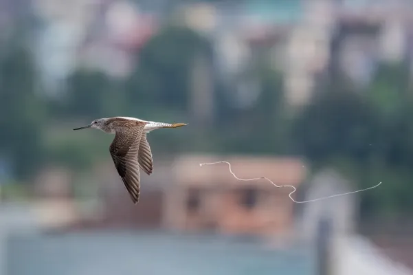 File:The common greenshank (Tringa nebularia).jpg