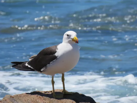 File:Pacific gull (Larus pacificus) at Quagi Beach, Western Australia, January 2024 02.jpg