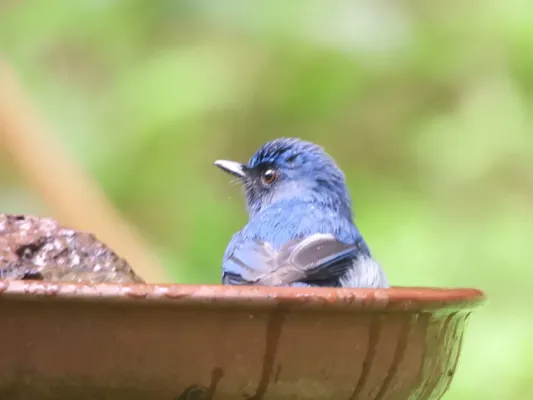 File:White-bellied blue flycatcher (Cyornis pallidipes), OMH, Dandeli, India.jpeg