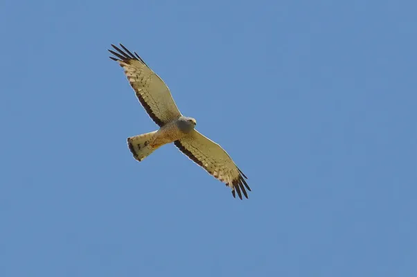 File:Circus cinereus -Rio Grande do Sul, Brazil -flying-8.jpg