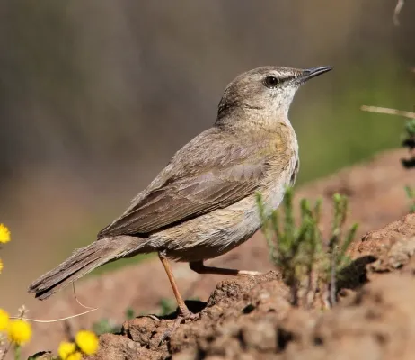 File:Anthus crenatus 93100925, crop.jpg