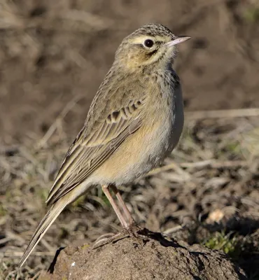 File:Mountain pipit, Anthus hoeschi, at Naude's Nek, southern Drakensberg, Eastern Cape, South Africa. - 51852076261, crop.jpg