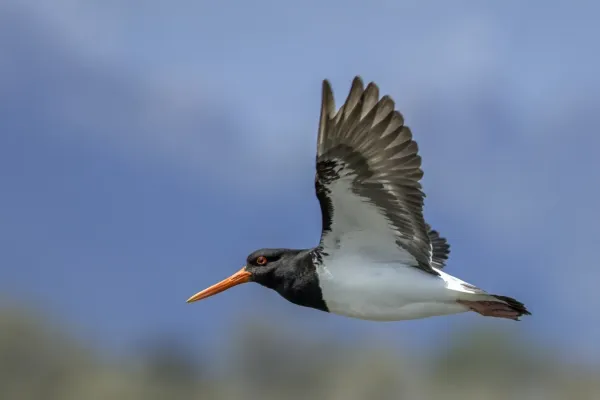 File:Pied oystercatcher (Haematopus longirostris) in flight Freycinet.jpg