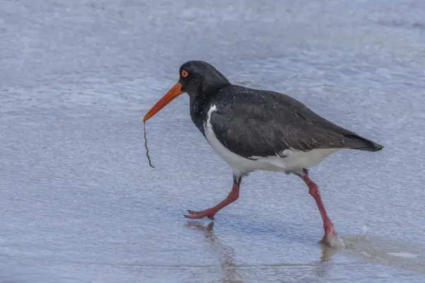 File:Pied oystercatcher (Haematopus longirostris) with worm Maria Island.jpg