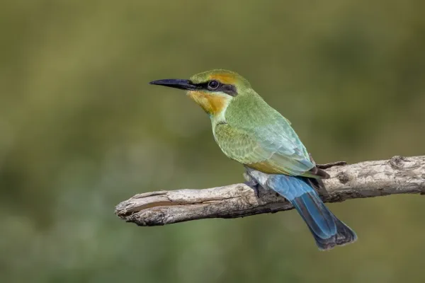 File:Rainbow bee-eater (Merops ornatus) Fogg Dam.jpg
