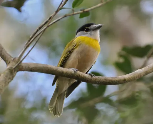 File:Pachyramphus viridis viridis.jpg