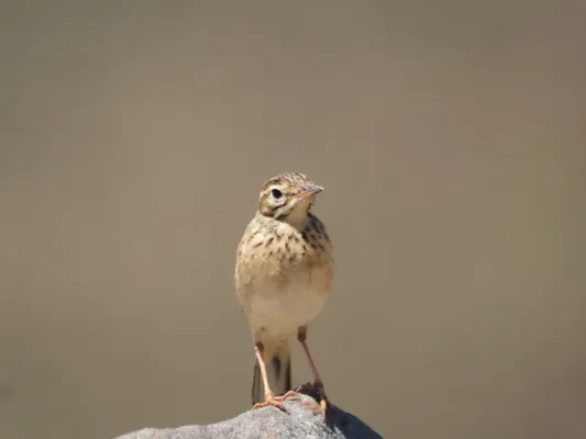 File:Paddyfield Pipit ( Anthus rufulus) 20.jpg