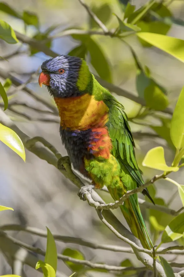 File:Rainbow lorikeet (Trichoglossus moluccanus moluccanus) Adelaide 2.jpg