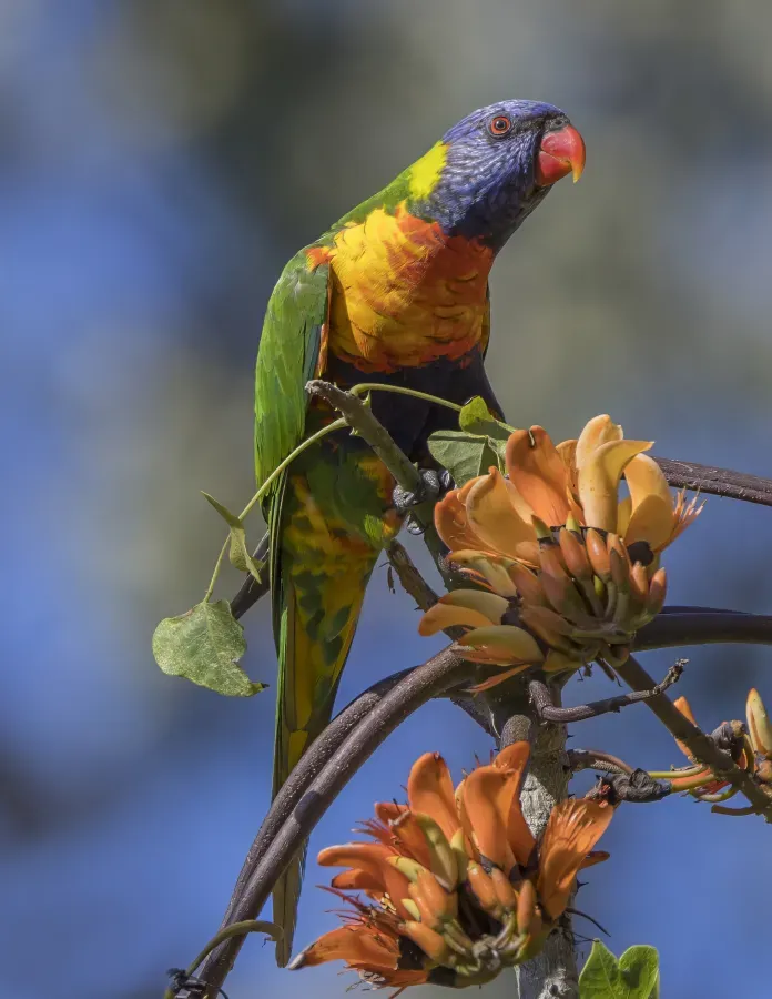 File:Rainbow lorikeet (Trichoglossus moluccanus moluccanus) Sydney.jpg