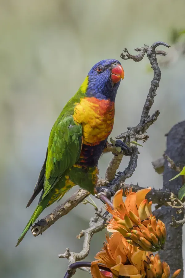 File:Rainbow lorikeet (Trichoglossus moluccanus moluccanus) Sydney 3.jpg