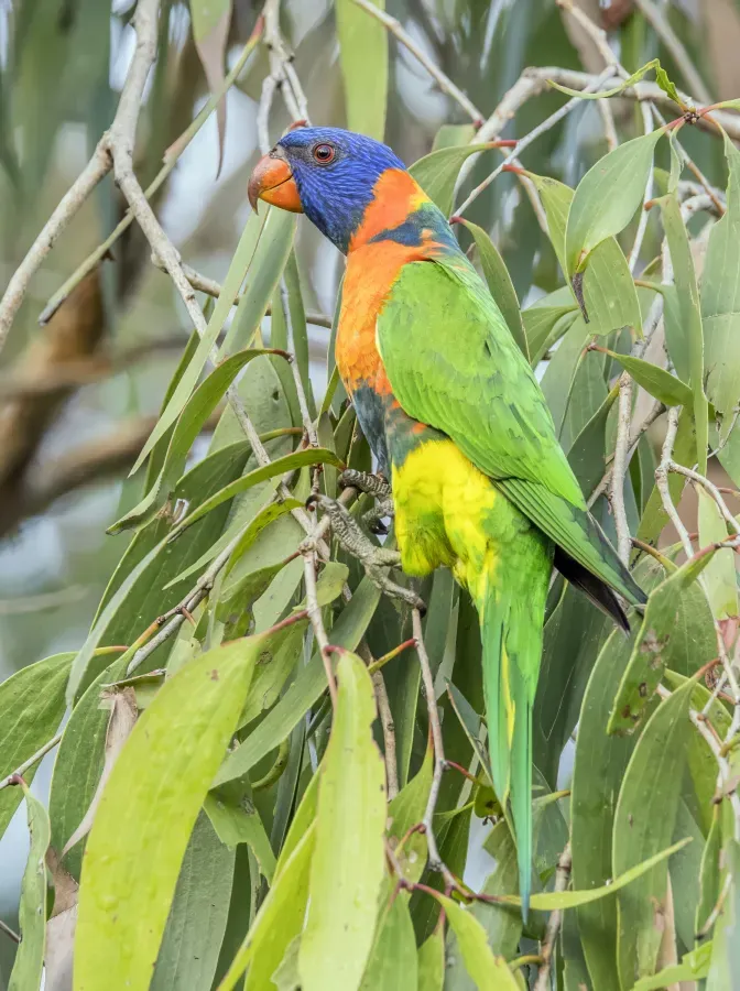 File:Red-collared lorikeet (Trichoglossus rubritorquis) Darwin.jpg