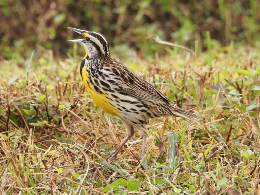 File:Eastern Meadowlark Sturnella magna 01.jpg