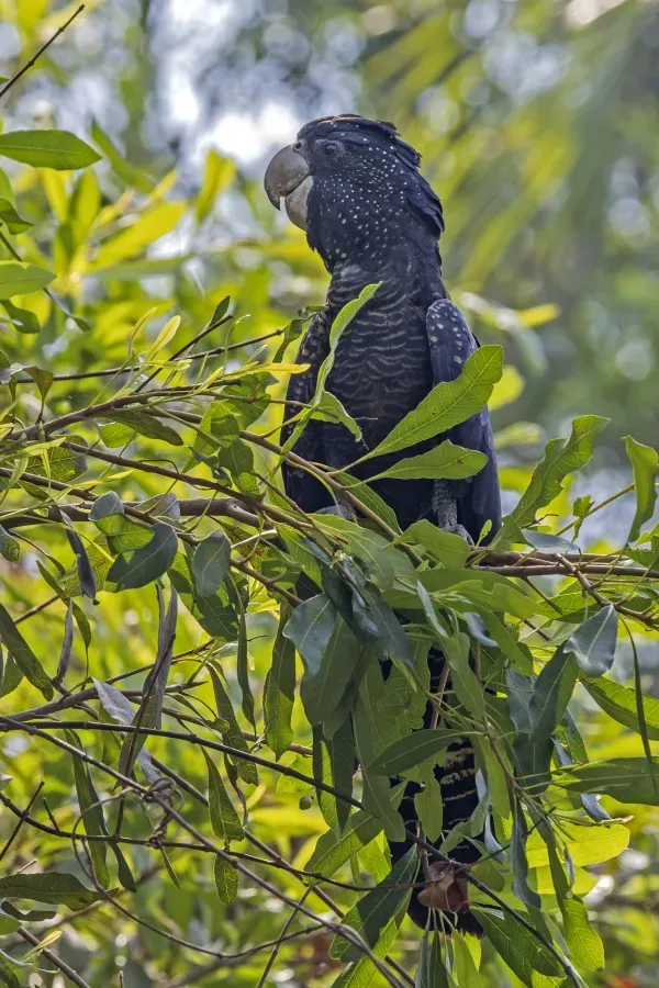File:Red-tailed black cockatoo (Calyptorhynchus banksii macrorhynchus) Kakadu 2.jpg