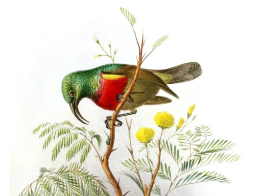 File:Cinnyris fuelleborni (cropped).jpg