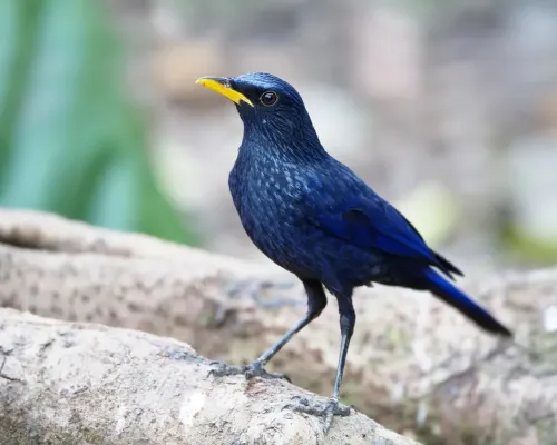File:Myophonus caeruleus - Ang Khang edit1.jpg