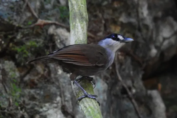 File:Malacocincla perspicillata 179807549.jpg