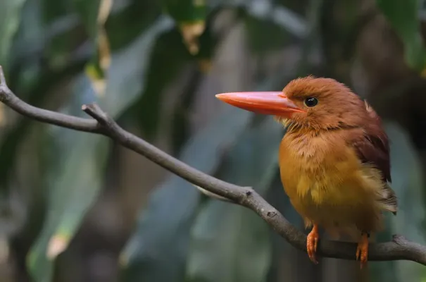 File:Halcyon coromanda -Ueno Zoo, Tokyo, Japan-8a.jpg