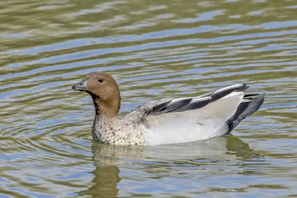 File:Maned duck (Chenonetta jubata) male Adelaide.jpg