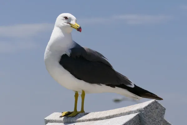 File:Larus-crassirostris Aomori.jpg
