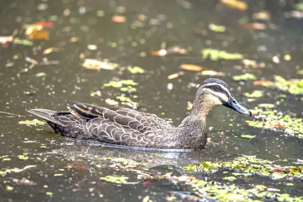 File:Pacific black duck (Anas superciliosa) male swimming Atherton.jpg