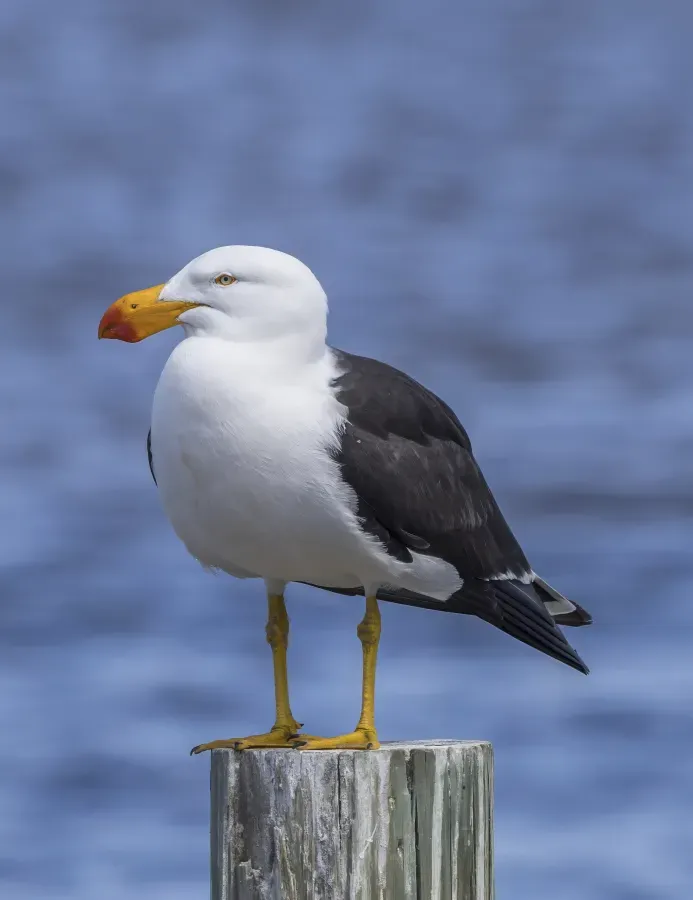 File:Pacific gull (Larus pacificus pacificus) Freycinet.jpg