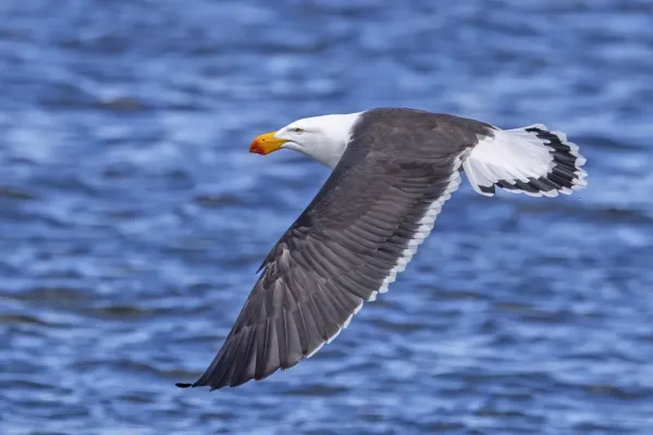 File:Pacific gull (Larus pacificus pacificus) in flight Freycinet.jpg
