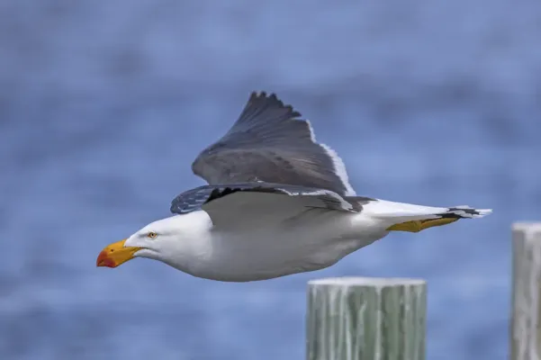 File:Pacific gull (Larus pacificus pacificus) in flight Freycinet 2.jpg