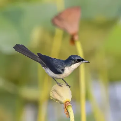 File:Paperbark flycatcher (Myiagra nana) Kakadu.jpg