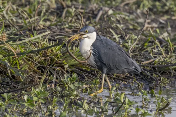 File:Pied heron (Egretta picata) with prey Kakadu 2.jpg