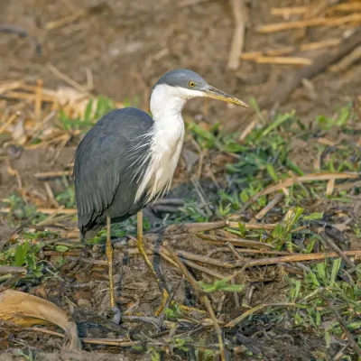 File:Pied heron (Egretta picata) Kakadu 2.jpg