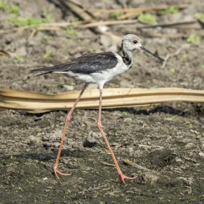 File:Pied stilt (Himantopus leucocephalus) Kakadu.jpg