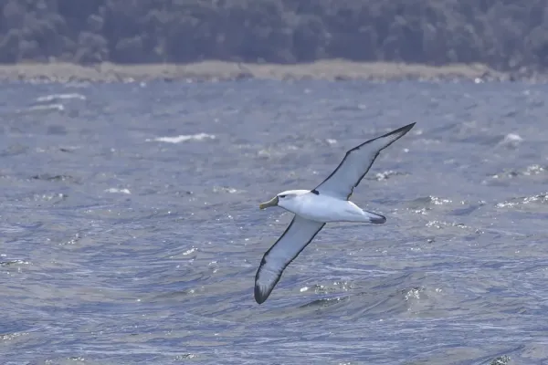 File:Shy albatross (Thalassarche cauta) in flight Bruny 4.jpg
