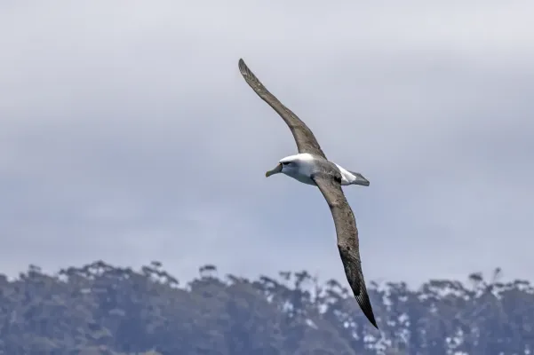 File:Shy albatross (Thalassarche cauta) in flight Bruny 3.jpg